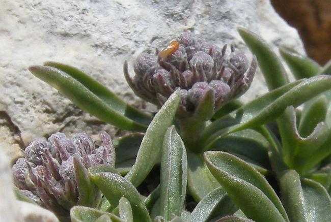 Valeriana saliunca / Valeriana saliunca